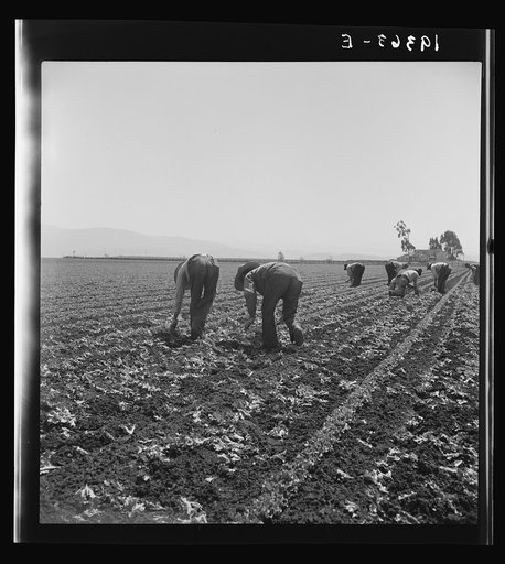 Untitled photo, possibly related to: Gang of Filipino boys thinning lettuce. Salinas Valley, California