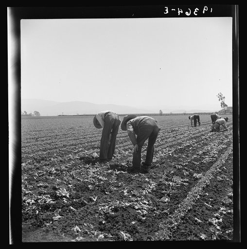 Untitled photo, possibly related to: Gang of Filipino boys thinning lettuce. Salinas Valley, California