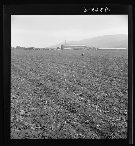 Untitled photo, possibly related to: Spreckels sugar factory and sugar beet field with Mexican and Filipino workers thinning sugar beets. Monterey County, California