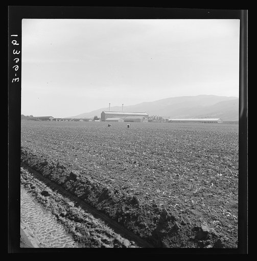 Untitled photo, possibly related to: Spreckels sugar factory and sugar beet field with Mexican and Filipino workers thinning sugar beets. Monterey County, California