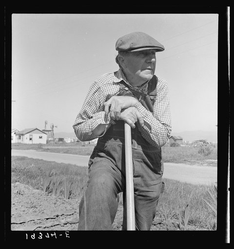 Untitled photo, possibly related to: Farmer who has small plot in rapidly growing settlement of lettuce workers on outskirts of Salinas, California