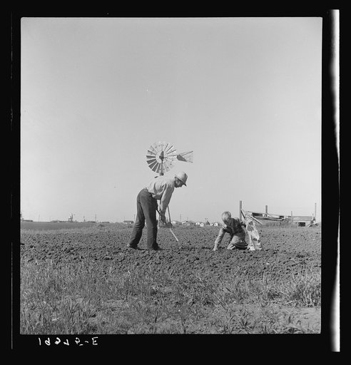 Untitled photo, possibly related to: Outskirts of Salinas, California. Father and son planting potatoes. These people are lettuce workers, migrants from Southwest