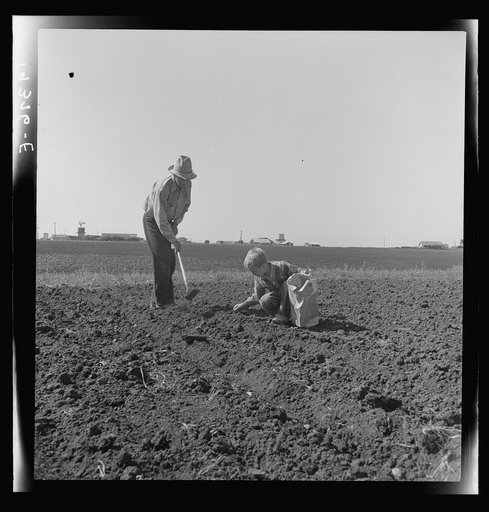 Untitled photo, possibly related to: Outskirts of Salinas, California. Father and son planting potatoes. These people are lettuce workers, migrants from Southwest