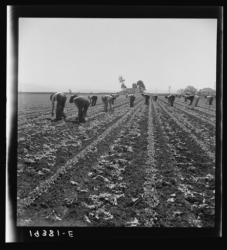Untitled photo, possibly related to: Gang of Filipino boys thinning lettuce. Salinas Valley, California