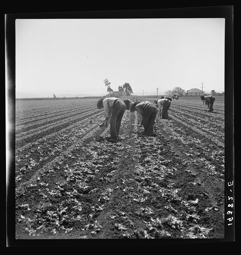 Untitled photo, possibly related to: Gang of Filipino boys thinning lettuce. Salinas Valley, California