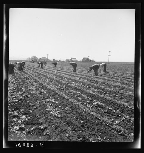 Untitled photo, possibly related to: Gang of Filipino boys thinning lettuce. Salinas Valley, California