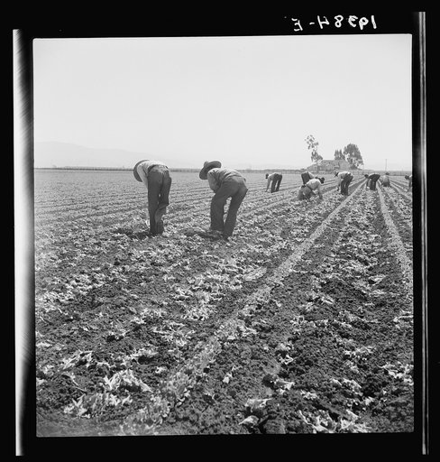 Untitled photo, possibly related to: Gang of Filipino boys thinning lettuce. Salinas Valley, California