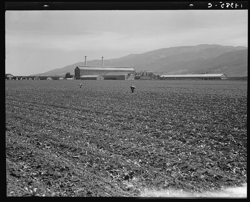 Spreckels sugar factory and sugar beet field with Mexican and Filipino workers thinning sugar beets. Monterey County, California