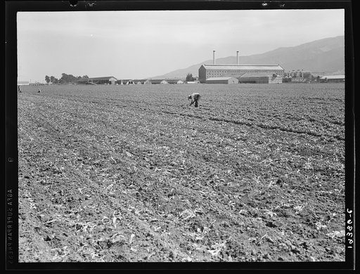 Spreckels sugar factory and sugar beet field with Mexican and Filipino workers thinning sugar beets. Monterey County, California