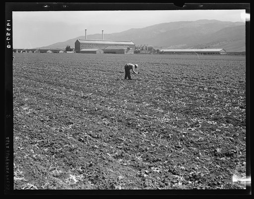 Untitled photo, possibly related to: Spreckels sugar factory and sugar beet field with Mexican and Filipino workers thinning sugar beets. Monterey County, California