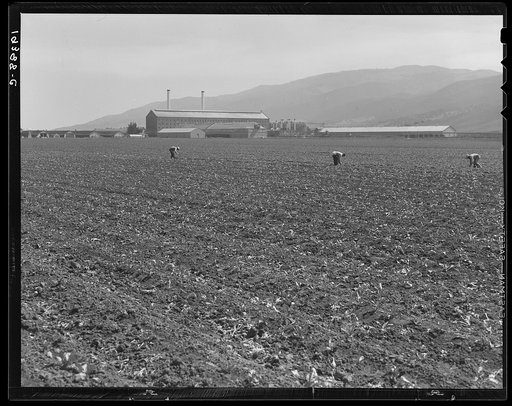 Spreckels sugar factory and sugar beet field with Mexican and Filipino workers thinning sugar beets. Monterey County, California
