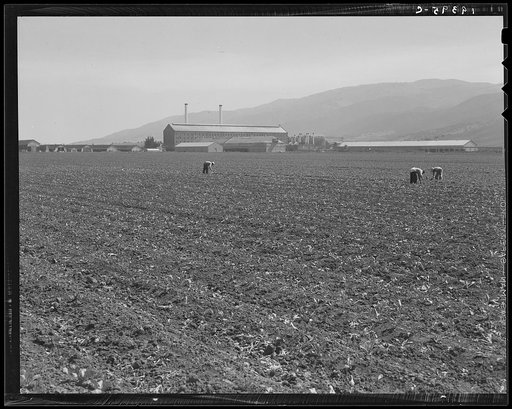 Untitled photo, possibly related to: Spreckels sugar factory and sugar beet field with Mexican and Filipino workers thinning sugar beets. Monterey County, California