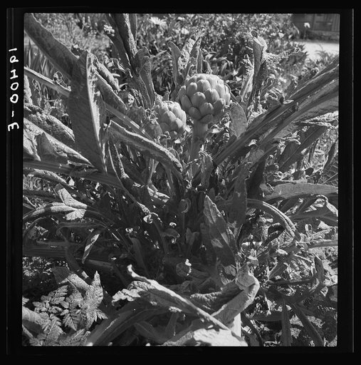 Artichoke. Monterey County, California