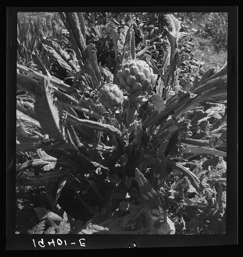 Untitled photo, possibly related to: Artichoke. Monterey County, California