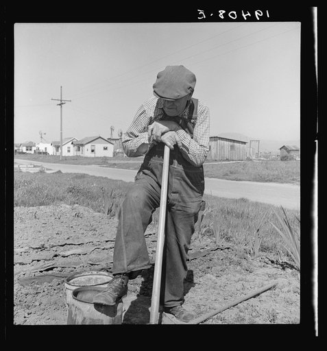 Untitled photo, possibly related to: Farmer who has small plot in rapidly growing settlement of lettuce workers on outskirts of Salinas, California