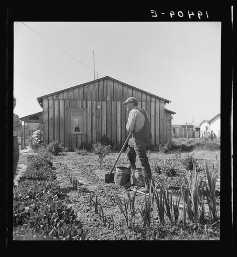Untitled photo, possibly related to: Farmer who has small plot in rapidly growing settlement of lettuce workers on outskirts of Salinas, California