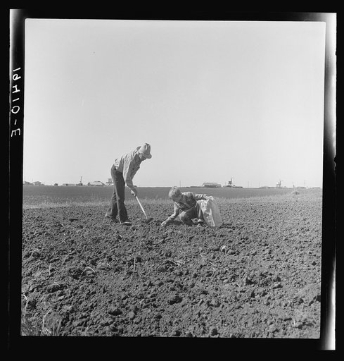 Outskirts of Salinas, California. Father and son planting potatoes. These people are lettuce workers, migrants from Southwest
