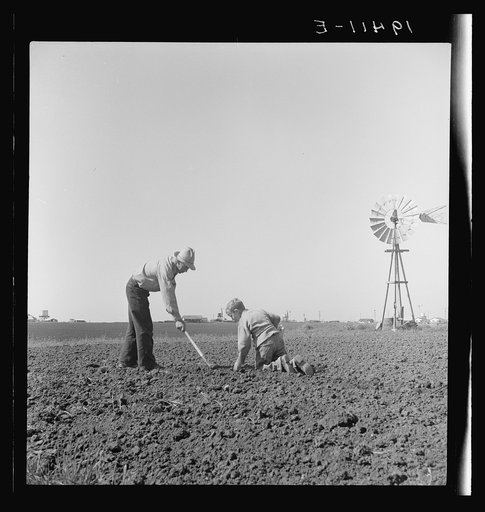 Untitled photo, possibly related to: Father and son, recent migrants to California, building house in rapidly growing settlement of lettuce workers on fringe of town. Salinas, California