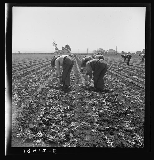 Gang of Filipino boys thinning lettuce. Salinas Valley, California