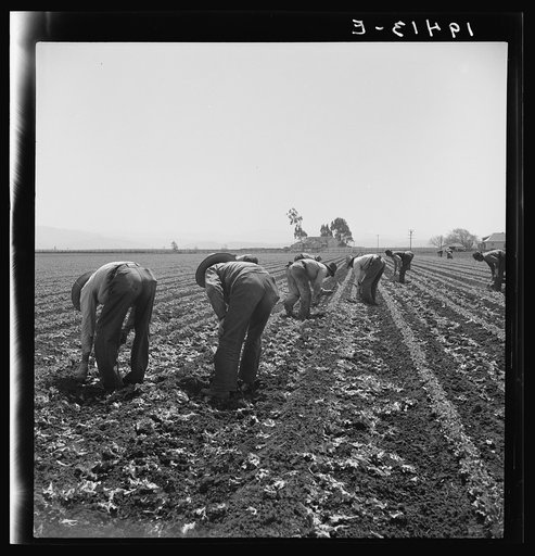 Gang of Filipino boys thinning lettuce. Salinas Valley, California