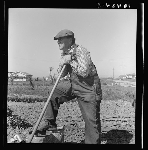 Farmer who has small plot in rapidly growing settlement of lettuce workers on outskirts of Salinas, California