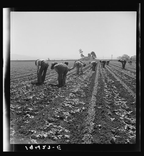 Gang of Filipino boys thinning lettuce. Salinas, California