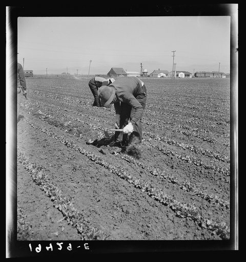 Filipino thinning lettuce. Salinas Valley, California