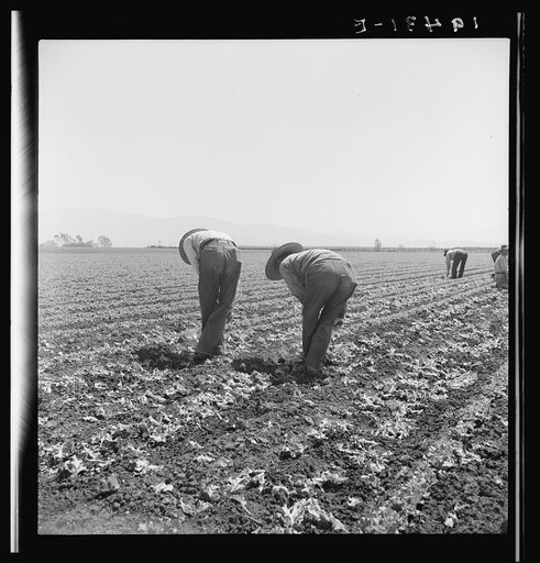 Filipino boys thinning lettuce. Salinas Valley, California