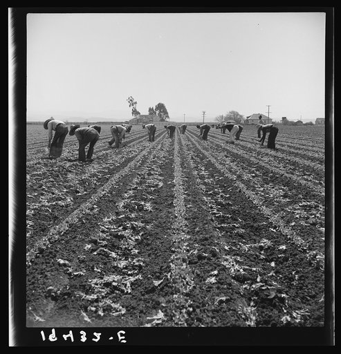 Filipino boys thinning lettuce. Salinas Valley, California