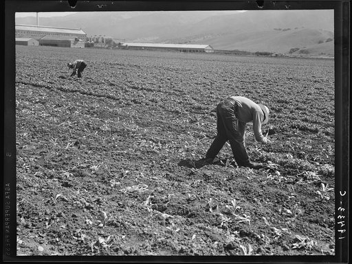 Untitled photo, possibly related to: Spreckels sugar factory and sugar beet field with Mexican and Filipino workers thinning sugar beets. Monterey County, California