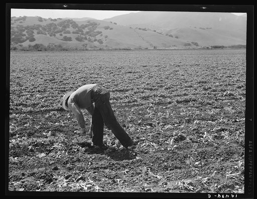 Untitled photo, possibly related to: Spreckels sugar factory and sugar beet field with Mexican and Filipino workers thinning sugar beets. Monterey County, California