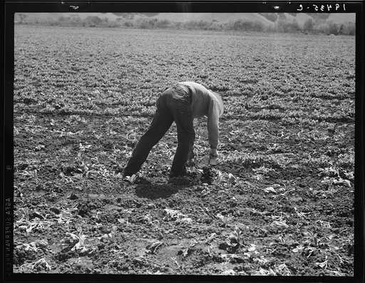 Untitled photo, possibly related to: Spreckels sugar factory and sugar beet field with Mexican and Filipino workers thinning sugar beets. Monterey County, California