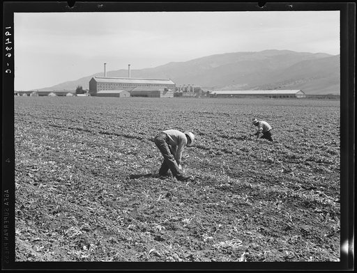 Spreckels sugar factory and sugar beet field with Mexican and Filipino workers thinning sugar beets. Monterey County, California