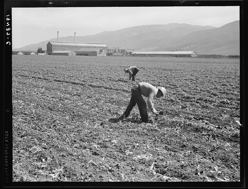 Spreckels sugar factory and sugar beet field with Mexican and Filipino workers thinning sugar beets. Monterey County, California
