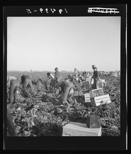 Untitled photo, possibly related to: Migratory field worker pulling carrots. Imperial Valley, California