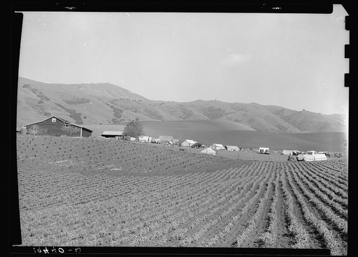 Ranch camp for pea pickers. Near Milpitas, Santa Clara County, California
