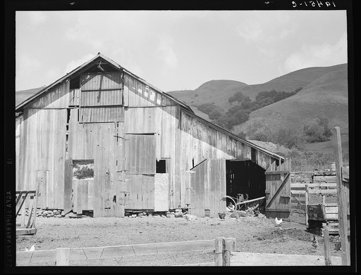 Farmyard of small Italian farmer. Santa Clara County, California