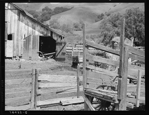 Farmyard of small Italian farmer. Santa Clara County, California