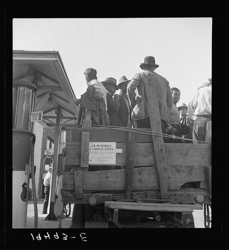 Gangs of single men, pea pickers, transported to fields by contractors. Stanislaus County, California