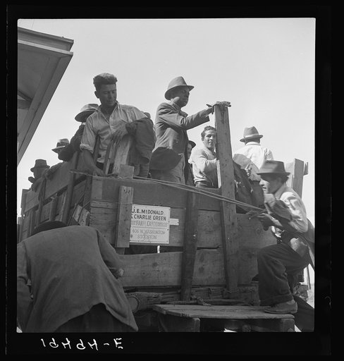 Untitled photo, possibly related to: Gangs of single men, pea pickers, transported to fields by contractors. Stanislaus County, California