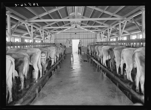 Untitled photo, possibly related to: Tulare County, California. Mineral King Cooperative Association, Farm Security Administration (FSA). View of the dairy farm and herd.