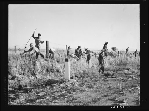 Near Los Banos, California. Migratory agricultural workers, cotton hoers. Leave field at the end of the day. Wages twenty cents per hour