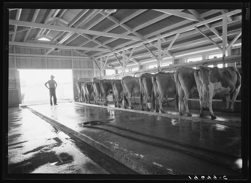 Tulare County, California. Farm Security Administration (FSA) Mineral King Farm Cooperative Association. The dairy employs three of the farmers who belong to the association full time