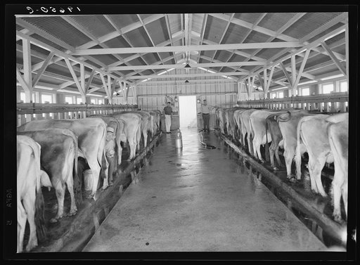 Tulare County, California. Mineral King Cooperative Association, Farm Security Administration (FSA). View of the dairy farm and herd.