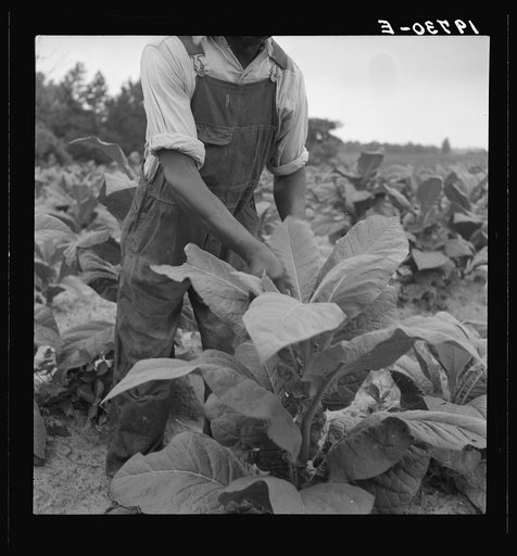 Negro tenant topping tobacco. Person County, North Carolina