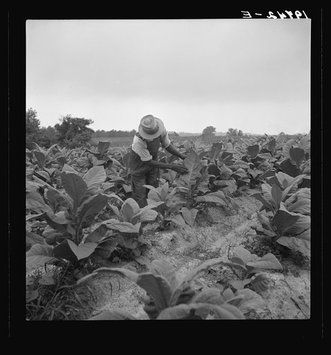 Untitled photo, possibly related to: Negro tenant topping tobacco. Person County, North Carolina