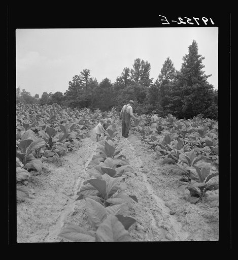 Untitled photo, possibly related to: Children helping father, tobacco sharecropper, at work in tobacco patch. Person County, North Carolina