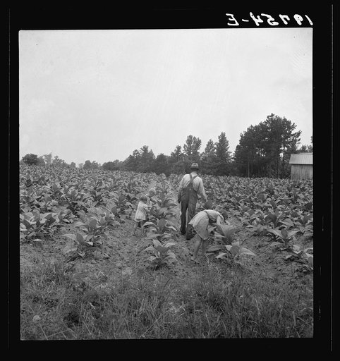 Tobacco sharecropper and his children working on tobacco patch, "topping" and "worming."