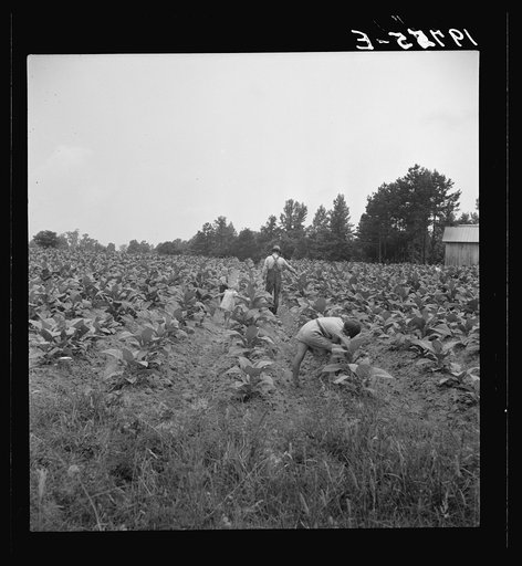 Untitled photo, possibly related to: Children helping father, tobacco sharecropper, at work in tobacco patch. Person County, North Carolina