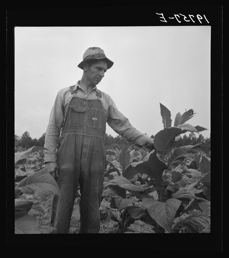 Untitled photo, possibly related to: Children helping father, tobacco sharecropper, at work in tobacco patch. Person County, North Carolina